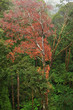 Rainforest view