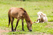 Brown Horse feeding