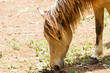 Brown Horse feeding