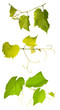 Photo: set of isolated vine leaves set of isolated vine leaves