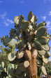 Cactus Opuntia