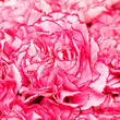 Foto: carnation bouquet carnation bouquet
