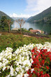 giardino fiorito a Faggeto Lario - lago di Como