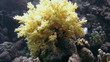 Coral and fish in the Red Sea, Egypt