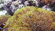 Coral and fish in the Red Sea, Egypt