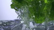 Video: Fresh lettuce salad falls under water with a splash. isolated on Fresh lettuce salad falls under water with a splash. isolated on