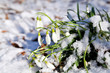 Photo: snowdrops flowers in snow at early spring snowdrops flowers in snow at early spring