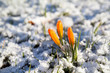 Photo: yellow crocus flower in snow yellow crocus flower in snow