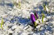 Photo: crocus flower in snow during early spring crocus flower in snow during early spring