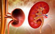 Ilustración: Kidney Kidney