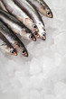 Fresh Anchovies on ice