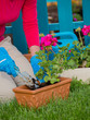 Photo: Gardening, planting - woman potting geranium flowers Gardening, planting - woman potting geranium flowers