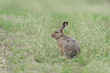 Europäischer Feldhase, Brown hare, Lepus capensis