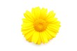 春菊の花