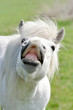 Flehmendes Pferd