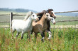 Young welsh ponnies running together on pasturage