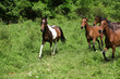 Batch of horses running