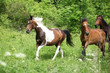 Batch of horses running