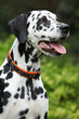 Portrait of beautiful dalmatian bitch