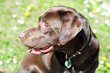 chocolate Labrador Retriever