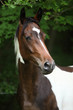 Portrait of skewbald mare in front of dark background