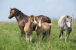 Two mares with two foals