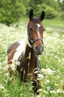 Beautiful mare with rope halter