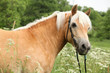 Gorgeous haflinger with bridle