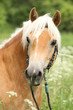 Gorgeous haflinger with bridle