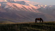 Beautiful horse on a background of mountains. Motion of 120 fps