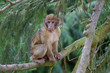 Bébé macaque de Barbarie