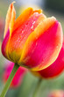 Foto: Einzelne Tulpe im Garten, Nahaufnahme mit geringer DOF Einzelne Tulpe im Garten, Nahaufnahme mit geringer DOF