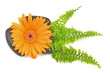 Orange Gerbera und Steine