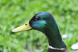 Stockente