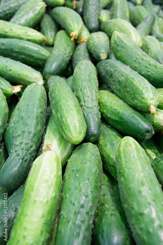 Photo: Fresh cucumbers in the market. Fresh cucumbers in the market.