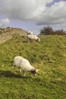 countryside hills