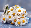 Gänseblümchen