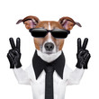 cool dog
