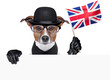 british dog