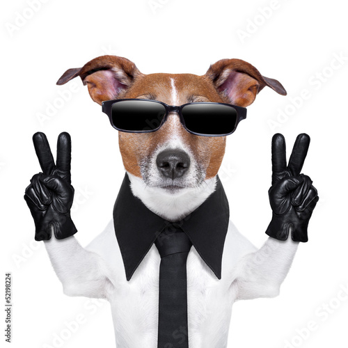 Photo: cool dog cool dog