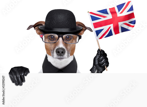 Photo: british dog british dog