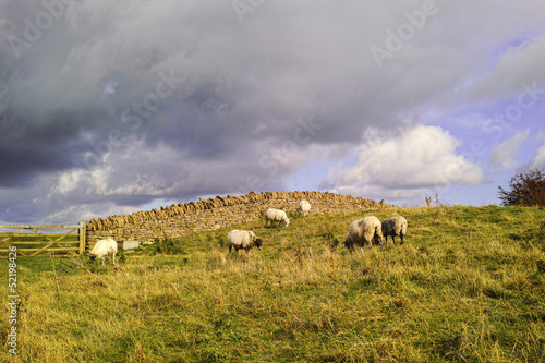 Photo: sheep sheep