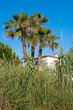 Foto: Palm trees Palm trees