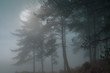 Full moon forest