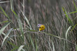 Yellow watgail
