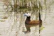 White-headed Duck swimming on a spanish lake