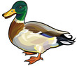 mallard male