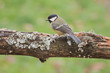 Great Tit perched on a tree