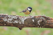 Great Tit perched on a tree