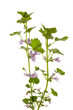 Gundelrebe (Glechoma hederacea) gerade vor weißem Hintergrund